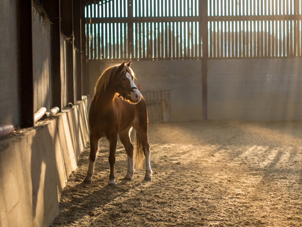 Pietra Marazzi, evacuati 15 cavalli di un maneggio a Pavone: “Il Tanaro si era alzato troppo”