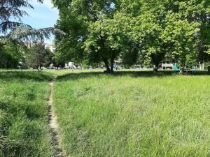 Parco Deportati Ebrei di Alessandria invaso dall’erba, Barosini: “Lavori già in programma”