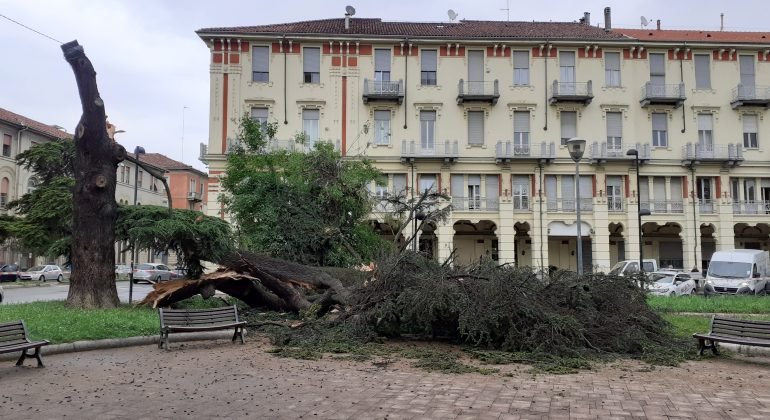 Crollato un albero in piazza Matteotti ad Alessandria: due auto danneggiate