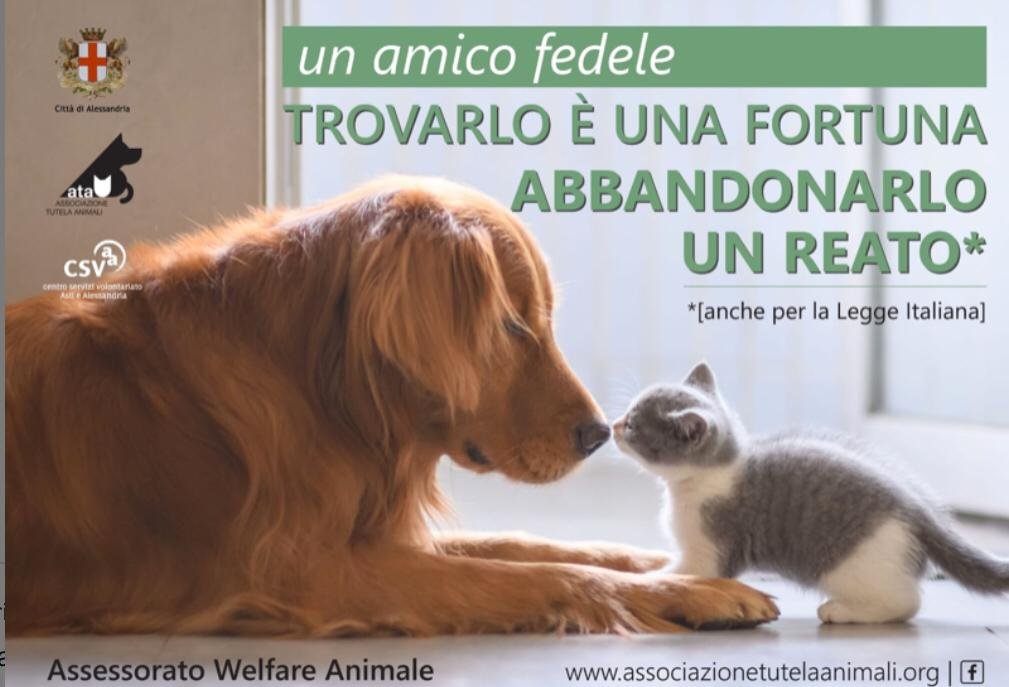 “Non abbandonarmi”: su Radio Gold Tv Stefano Venneri racconta il mondo degli animali