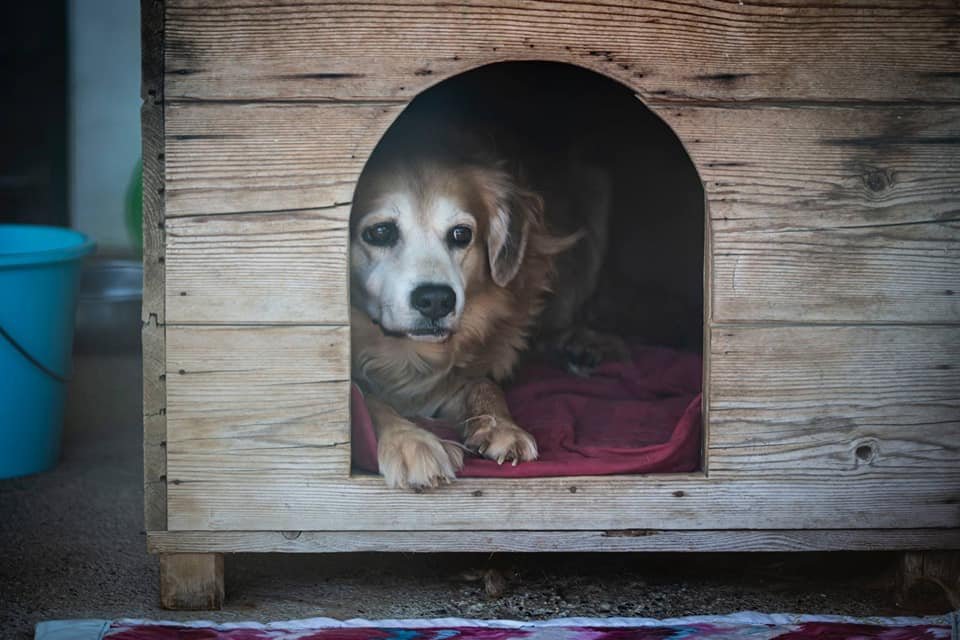 Il covid riduce le visite al canile: 100 cani in attesa di una casa