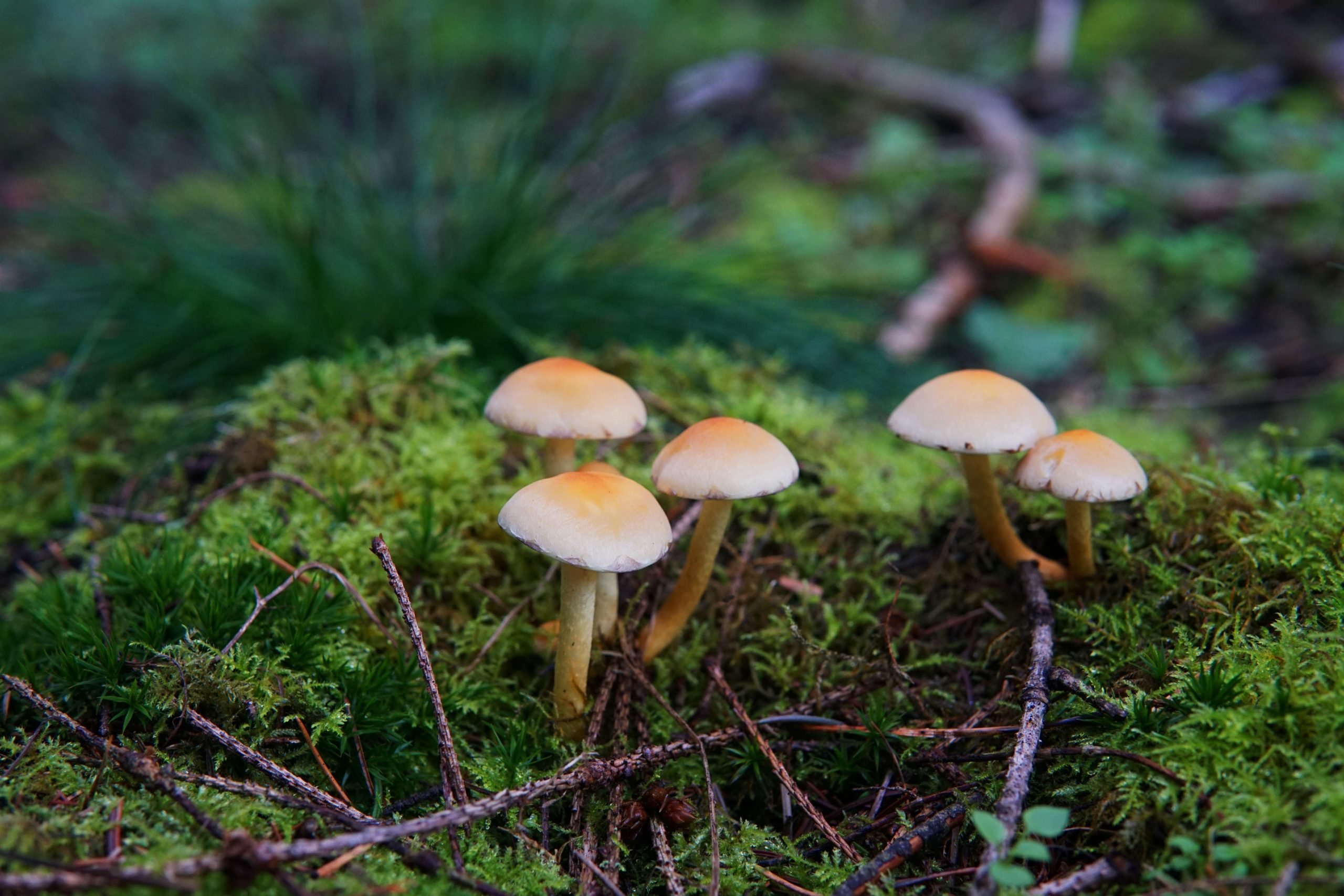I consigli utili per cercare e riconoscere i funghi commestibili nei boschi