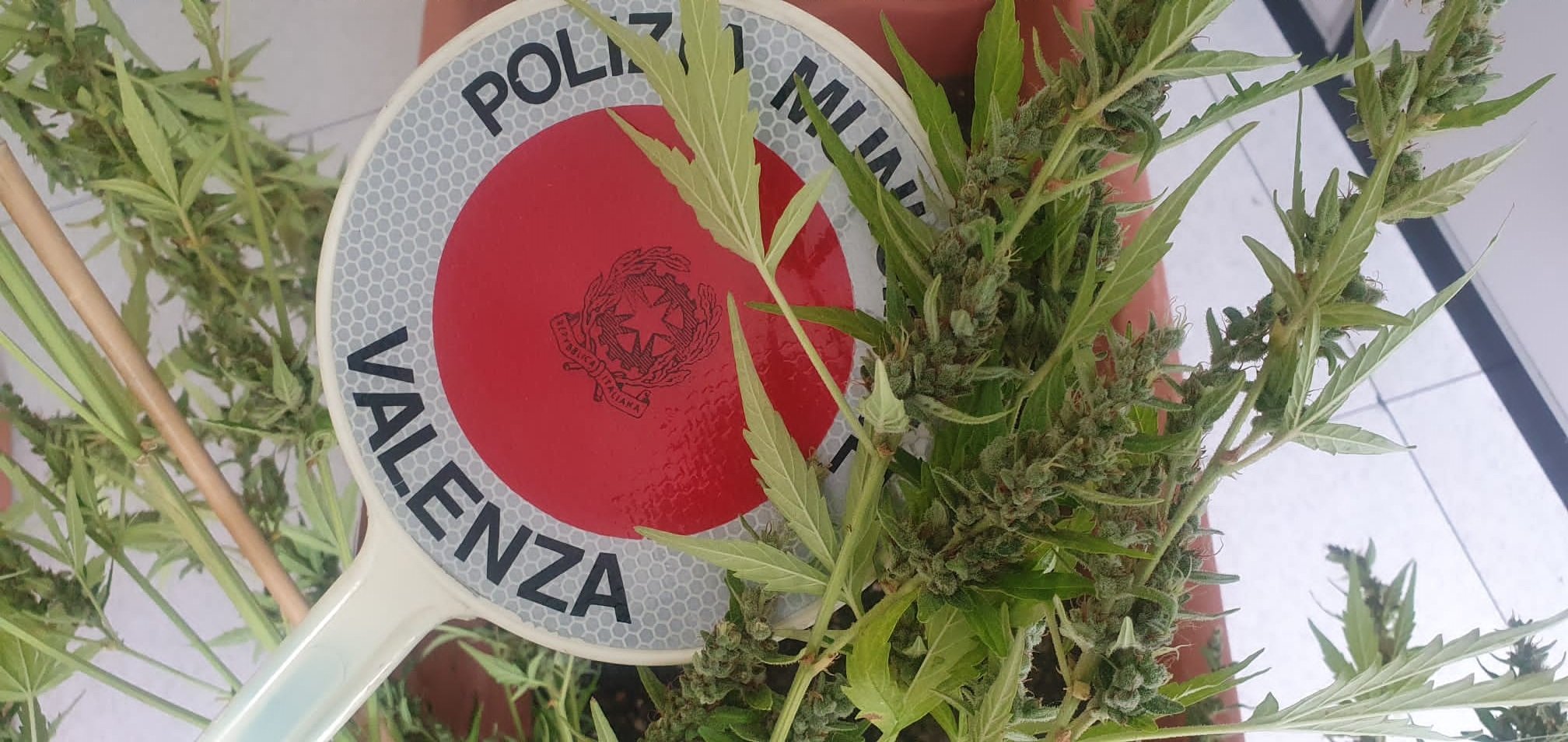 Piante di marijuana coltivate in centro a Valenza: Polizia Locale denuncia una donna