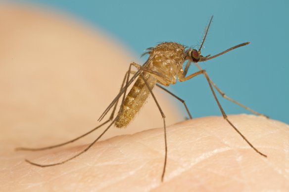 Anziano pavese derubato con la truffa del West Nile: “Servono 5mila euro per curare sua figlia”