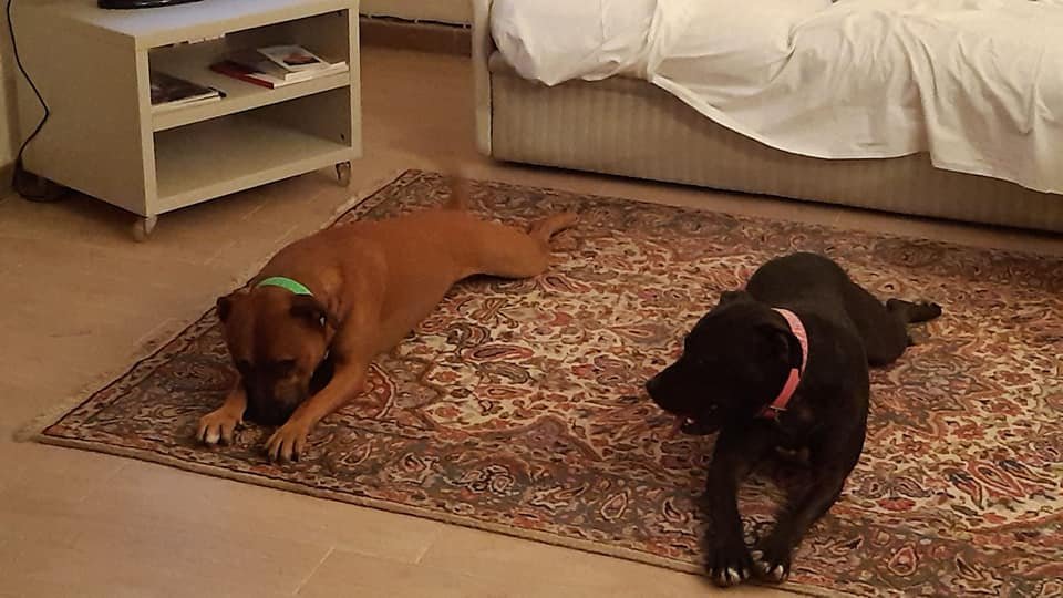 Cani scappati ad Altavilla Monferrato: “Aiutateci a trovarli”