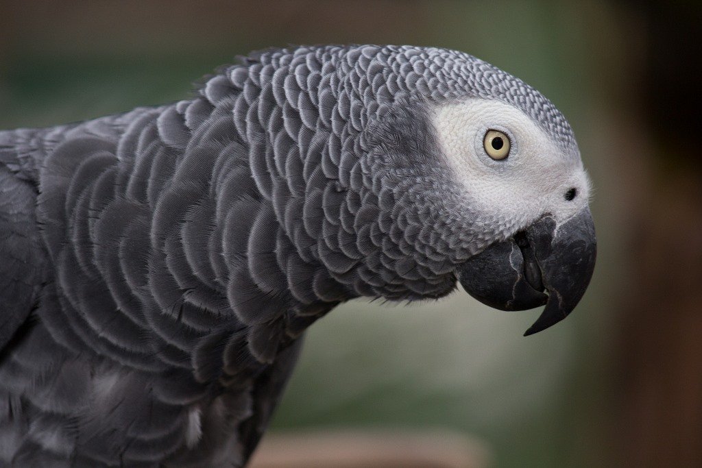 Un pappagallo cenerino tenuto in casa senza autorizzazione: multa da 3 mila euro