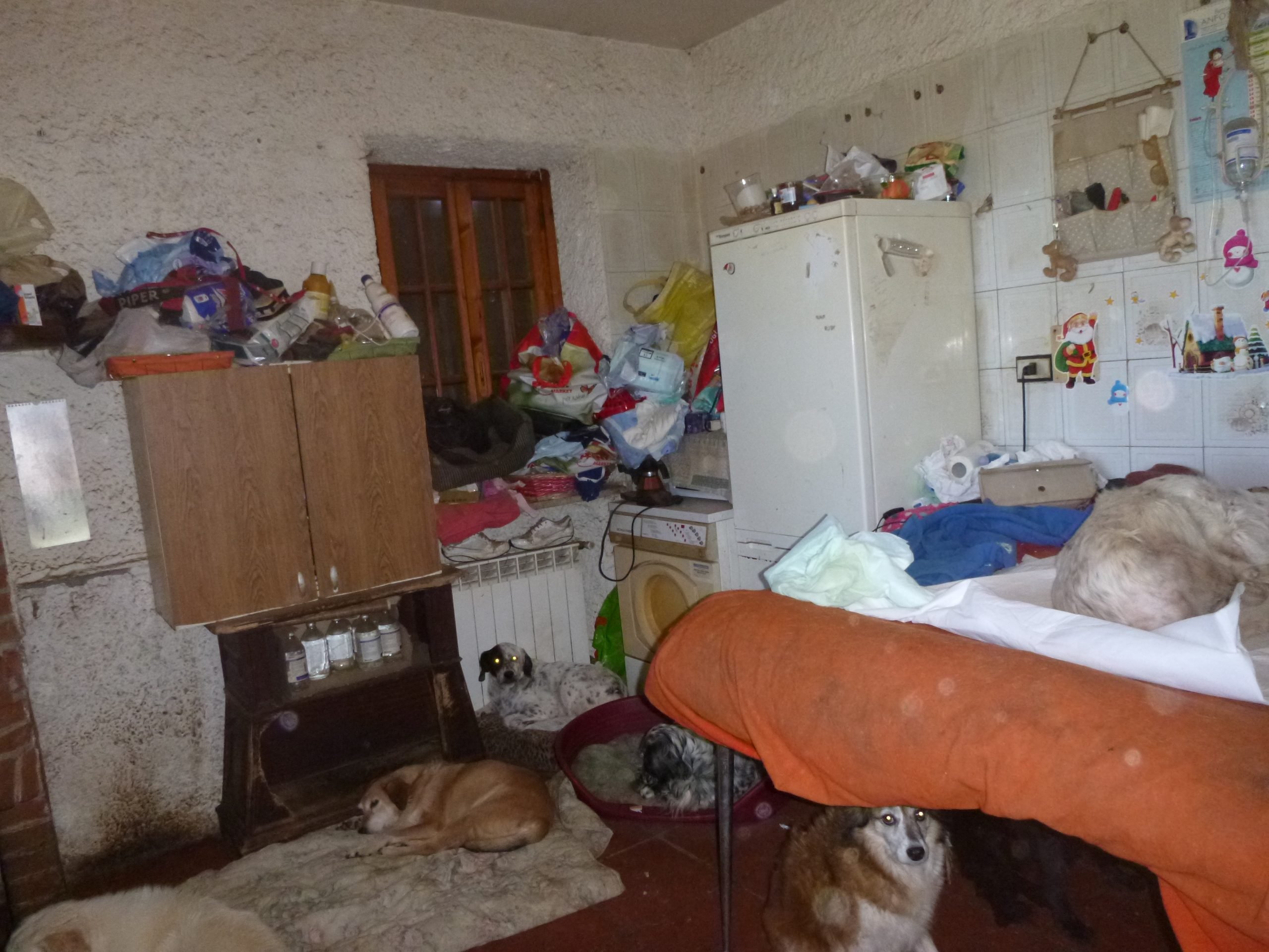 Aveva 101 cani in casa: condannata per maltrattamento una donna di Valenza