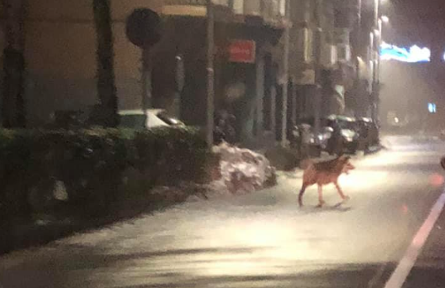 Lupi o cani selvatici in giro per Ovada: l’avvistamento venerdì sera