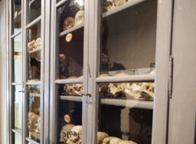 Studenti di Medicina in visita virtuale al Museo Craniologico di Alessandria