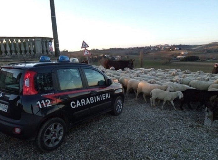 Si rifiuta di spostare il gregge dal territorio di Casale: multa di 1300 euro per un pastore