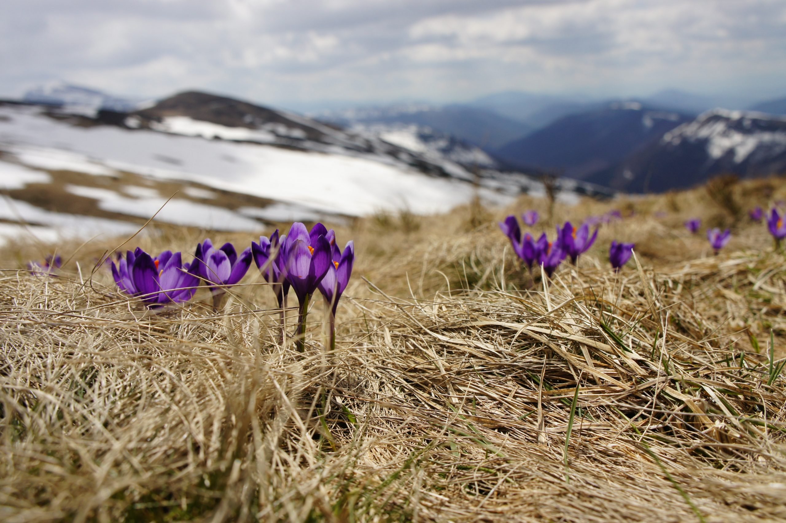Nei prossimi giorni in Piemonte primo assaggio di primavera con temperature sopra i 20 gradi