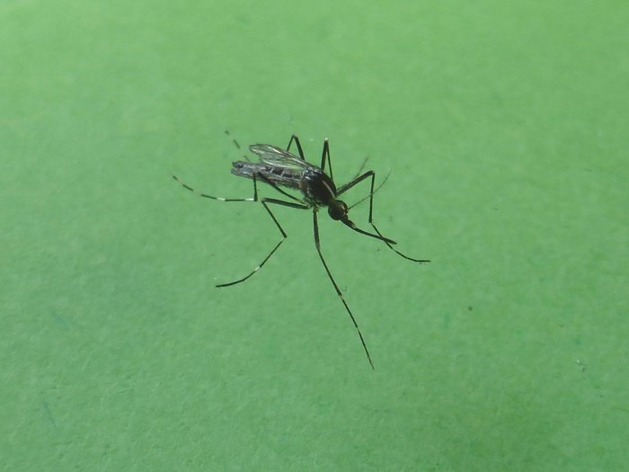 La zanzara coreana si diffonde anche in Piemonte: ecco dove e cosa provoca il morso