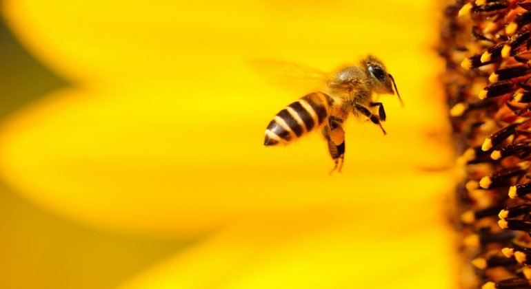“Bee Free”: il meraviglioso mondo delle api e il complesso rapporto con l’uomo