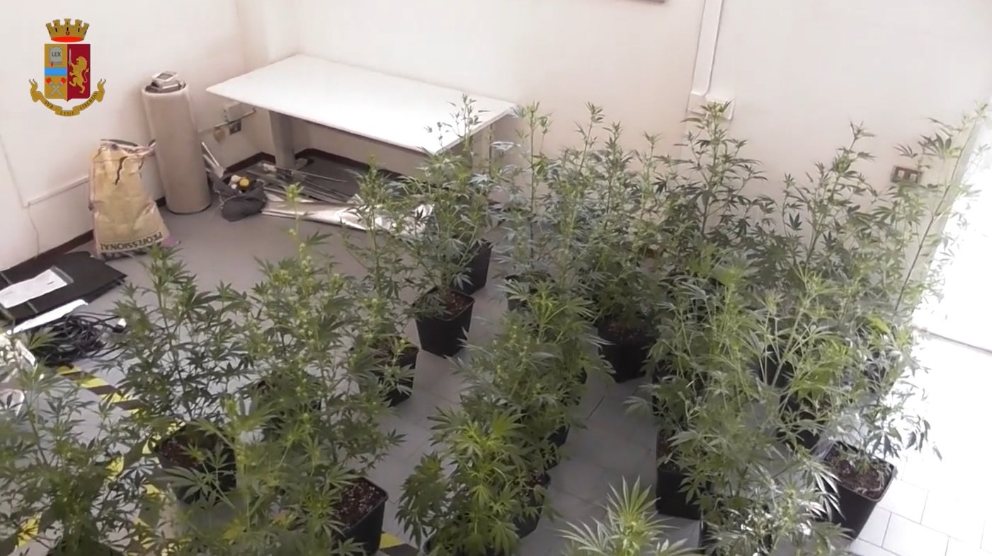Una serra in casa con trenta piante di marjuana: un arresto e una denuncia ad Alessandria