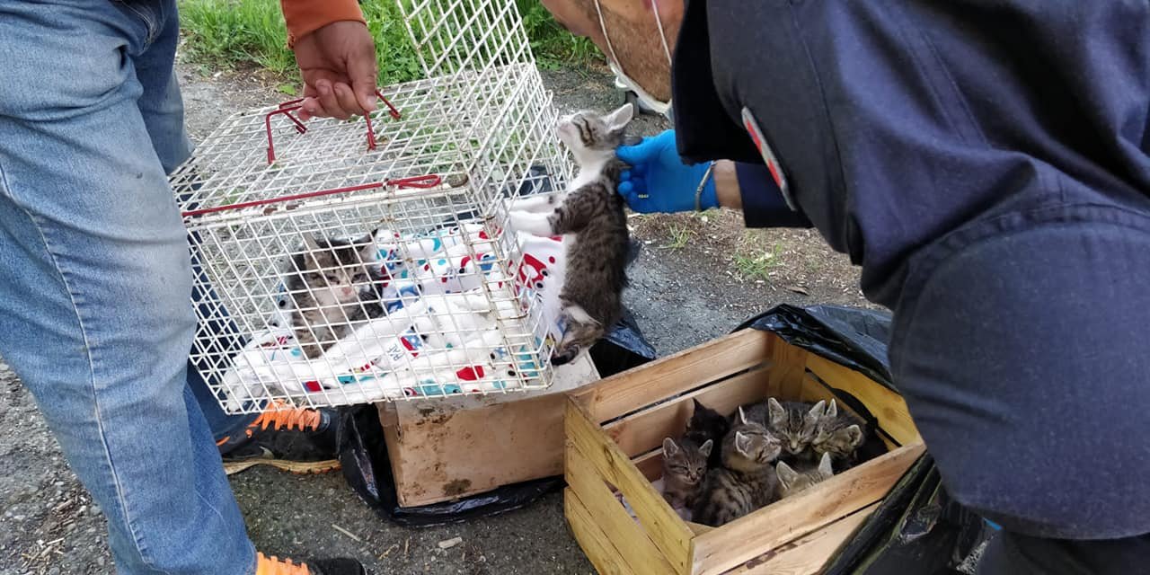 La Polizia Municipale di Alessandria salva nove gattini: erano stati abbandonati in una cassetta