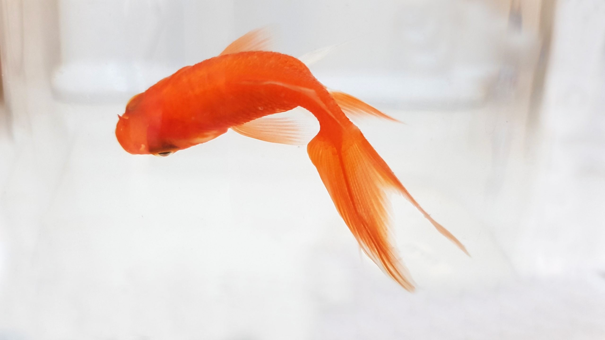 Multa per i pesci rossi in una boccia, l’associazione AgireOra: “Voi vivreste in una gabbia di vetro?”