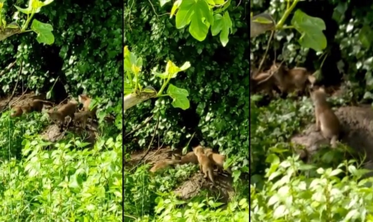 Sorpresa in un giardino di Pecetto per una cucciolata di volpi