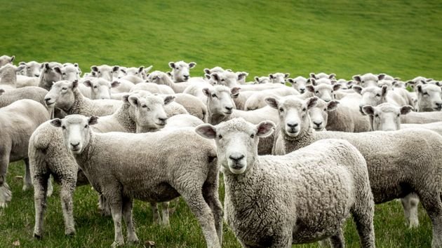 Pecore e capre a pascolare senza permesso: denunciato pastore