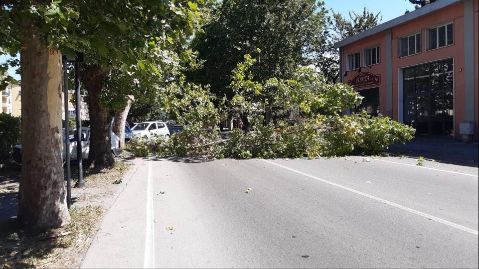 Forte vento in provincia di Alessandria: cade albero in via Roma ad Arquata