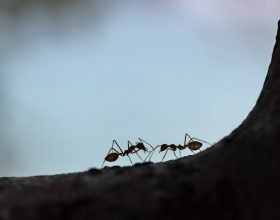 Anche le formiche nel loro piccolo combattono le pandemie: gli animali e i virus