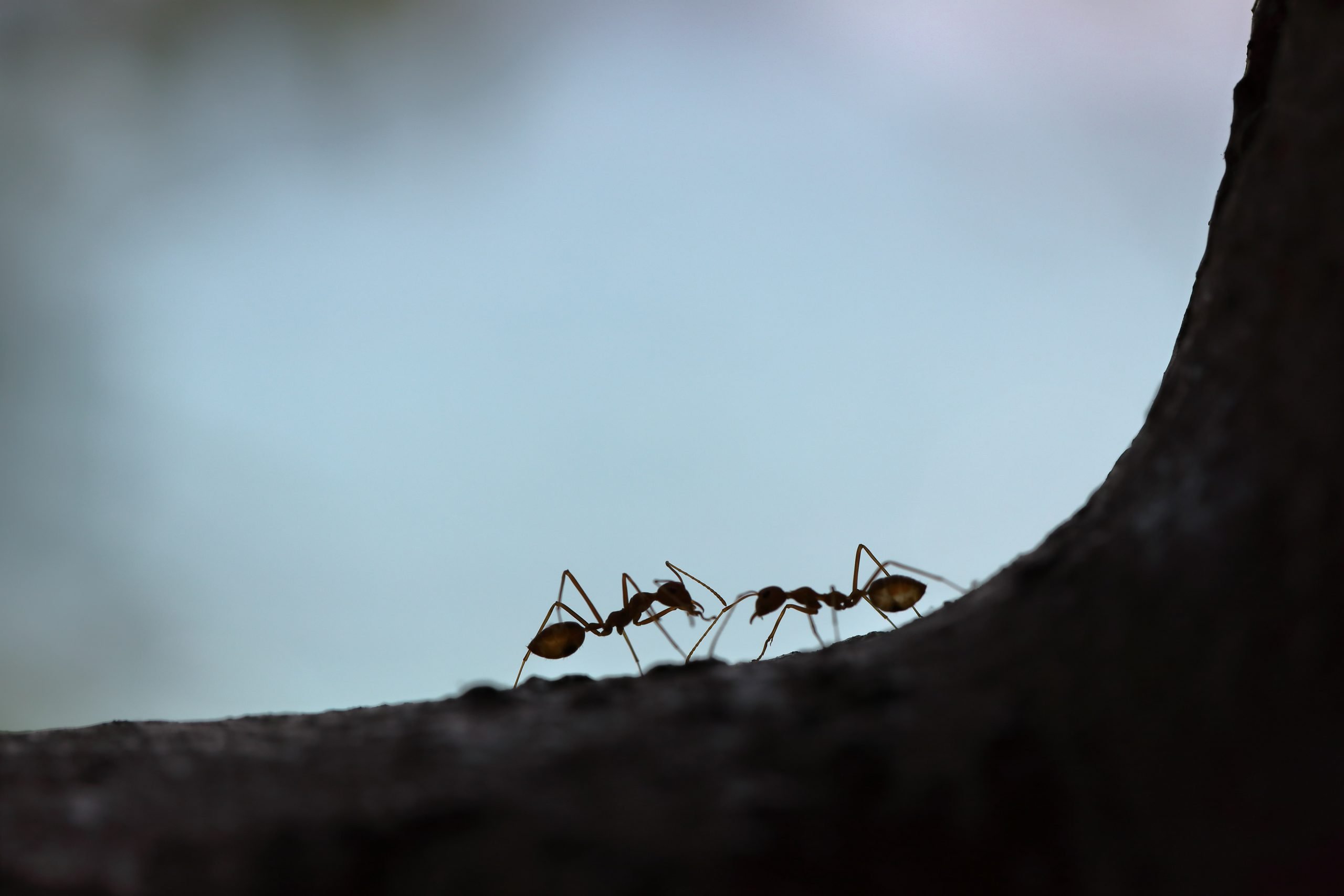 Anche le formiche nel loro piccolo combattono le pandemie: gli animali e i virus