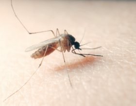 Sanità: West Nile, arriva l’App per monitorare le zanzare