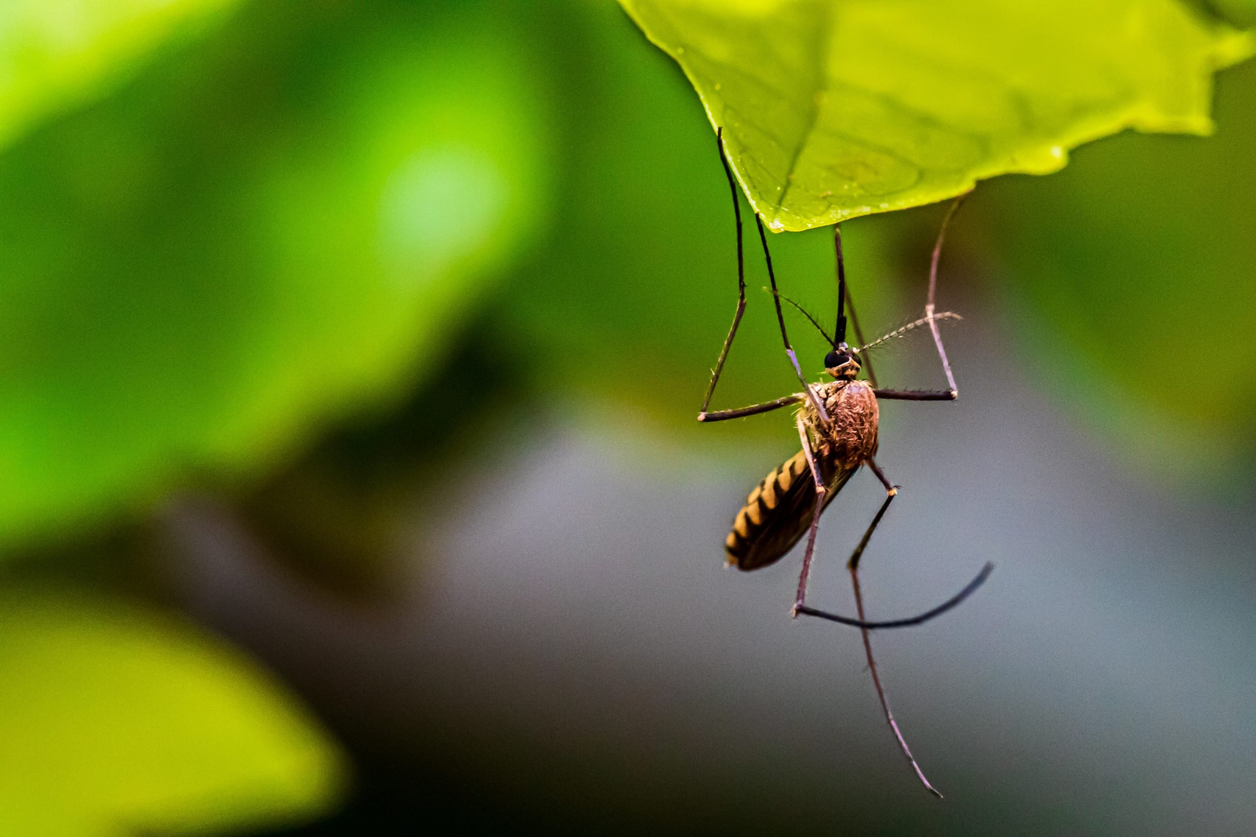 Alessandria prosegue la lotta alle zanzare e contro la Dengue ma serve l’aiuto di tutti