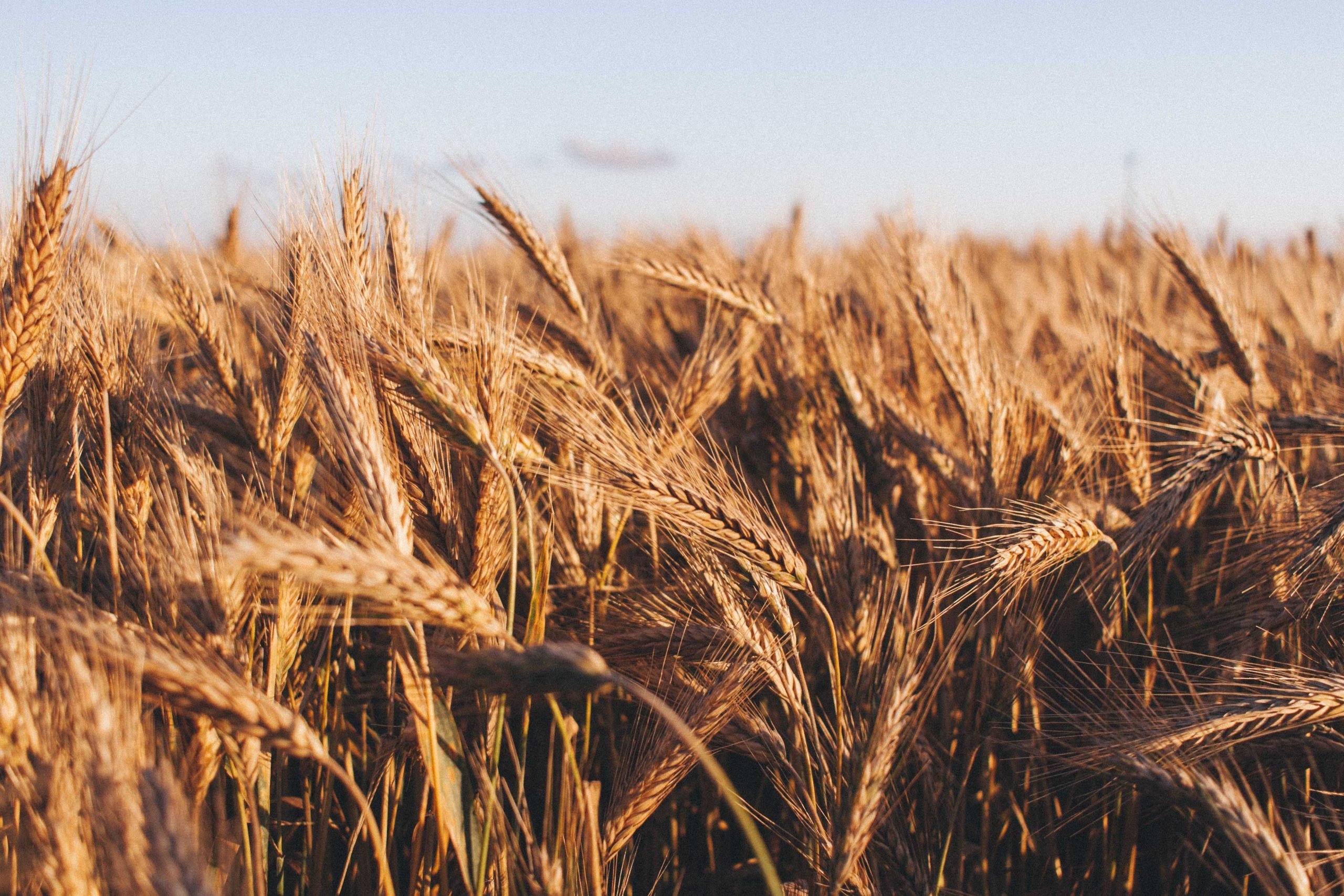 Coldiretti Piemonte: crisi Ucraina sta producendo evidenti speculazioni sul grano