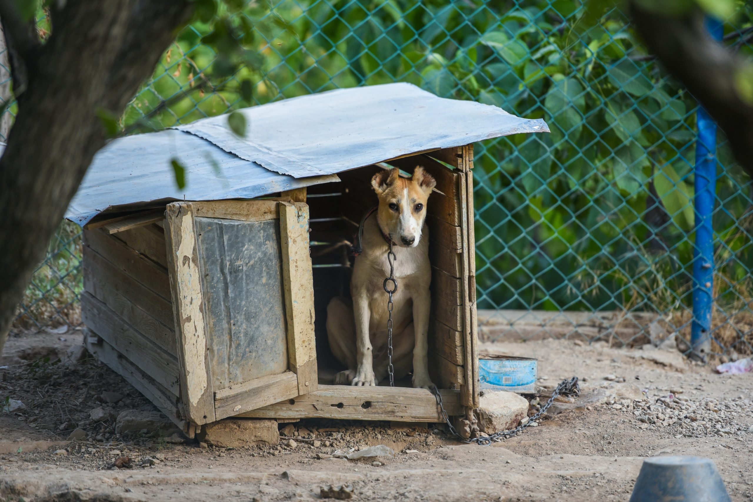 Torna la raccolta alimentare nei centri Nova Coop dell’Alessandrino per cani e gatti abbandonati