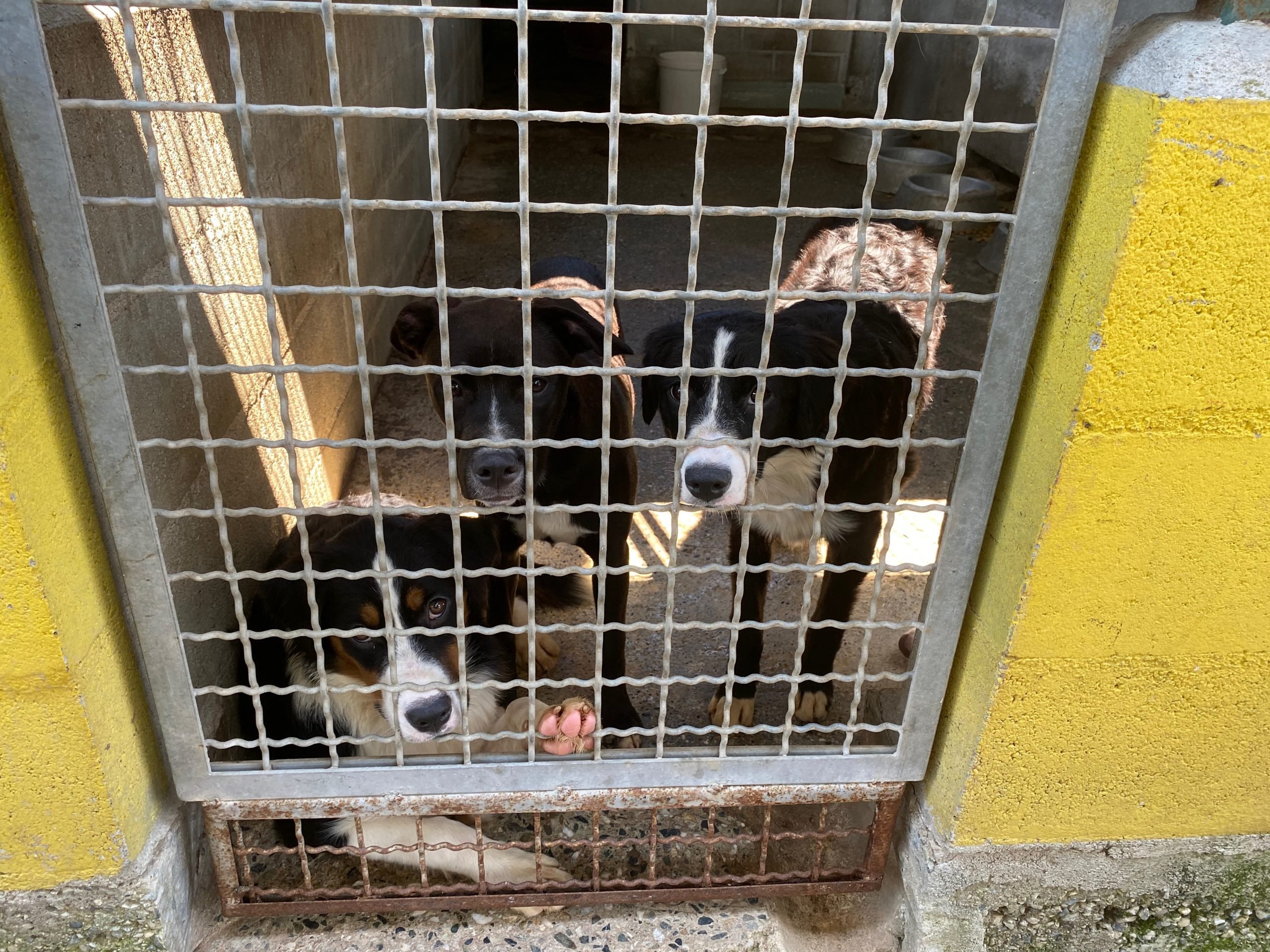 Rifugio Cascina Rosa: tanti cani attendono una nuova famiglia