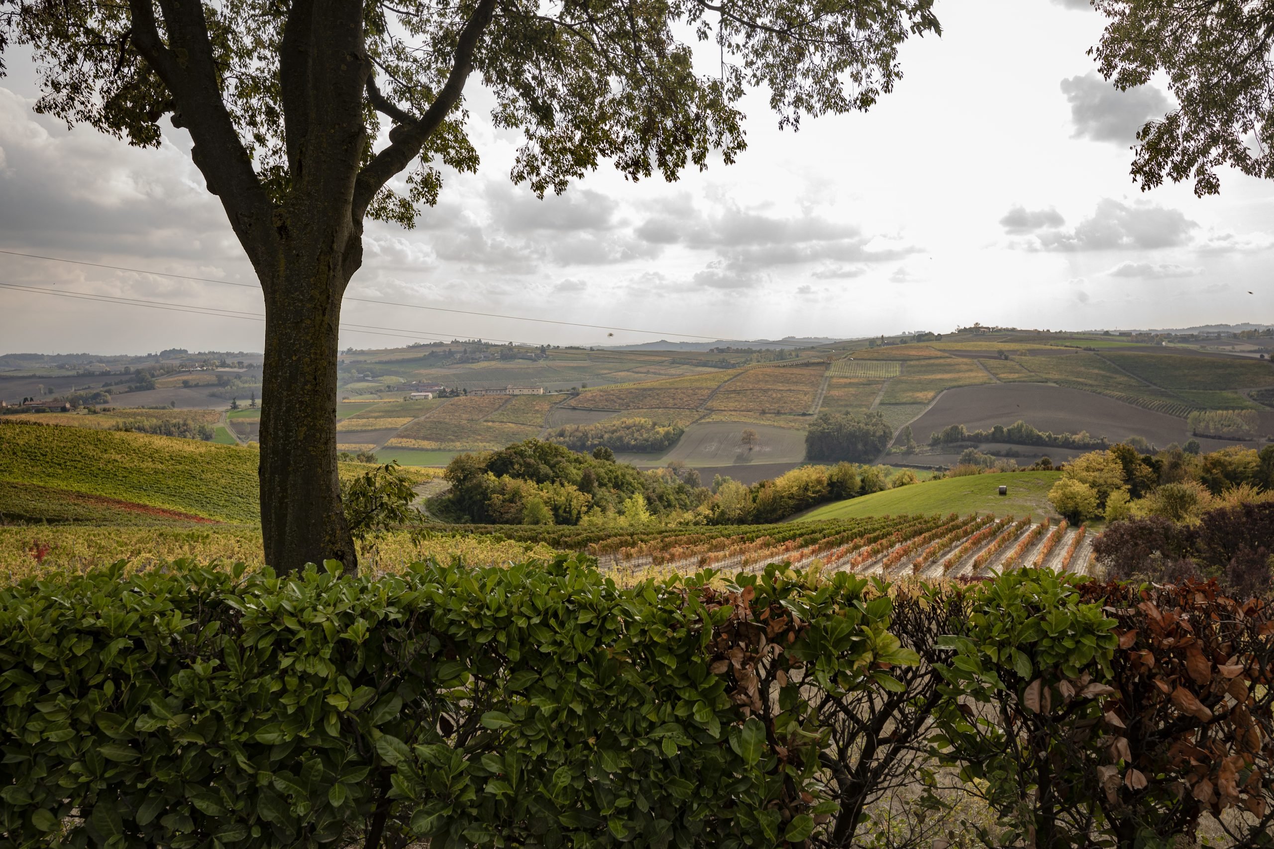 Nasce la Strada del Vino GranMonferrato, la più lunga d’Italia: quasi 700 km e più di 100 Comuni