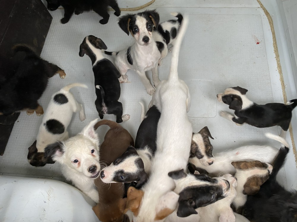 47 cani e 18 cuccioli sequestrati a Bassignana: vivevano in condizioni incompatibili con la loro natura