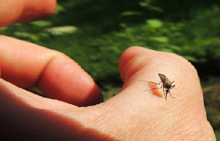 Valenza protagonista a Estate in diretta su RaiUno per la lotta alle zanzare
