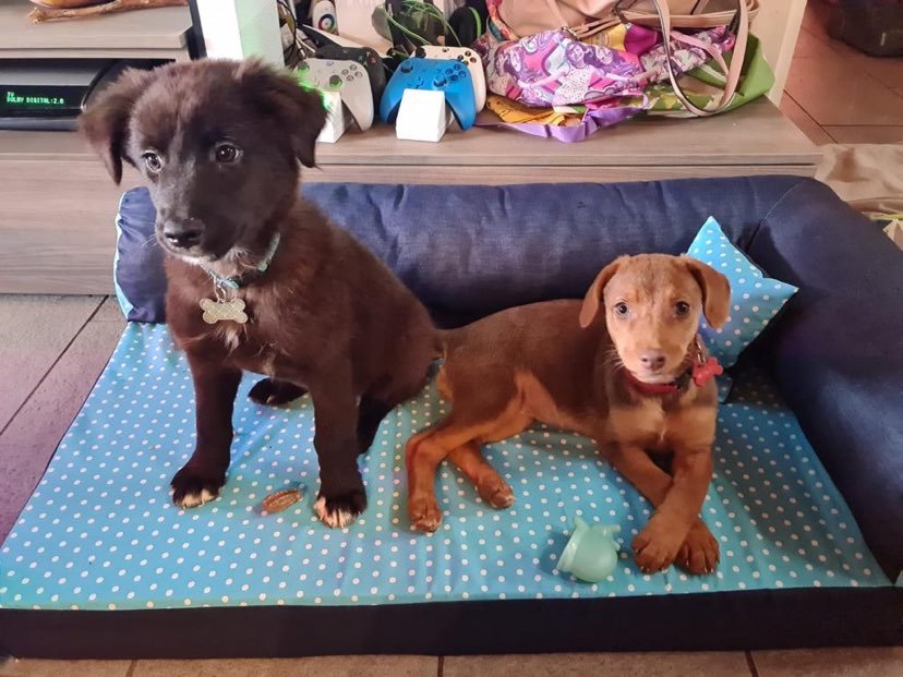 Grazie a “Non abbandonarmi” due cani hanno trovato casa