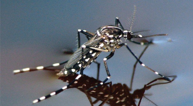 Lotta alle zanzare a Casale: da oggi nuovo trattamento larvicida nei tombini