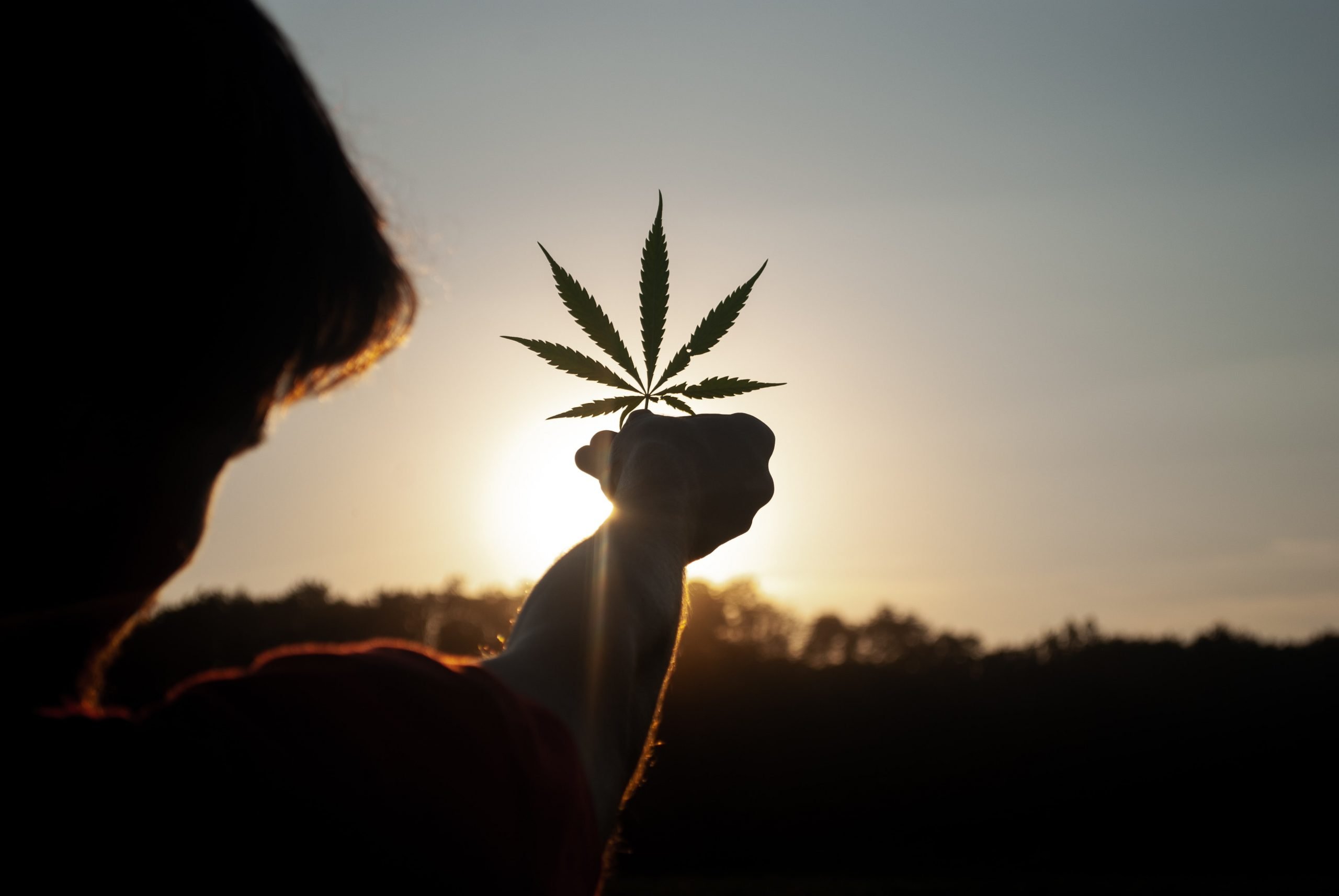 Cannabis: passi avanti per le mini coltivazioni in casa. Cosa prevede il Ddl appena votato