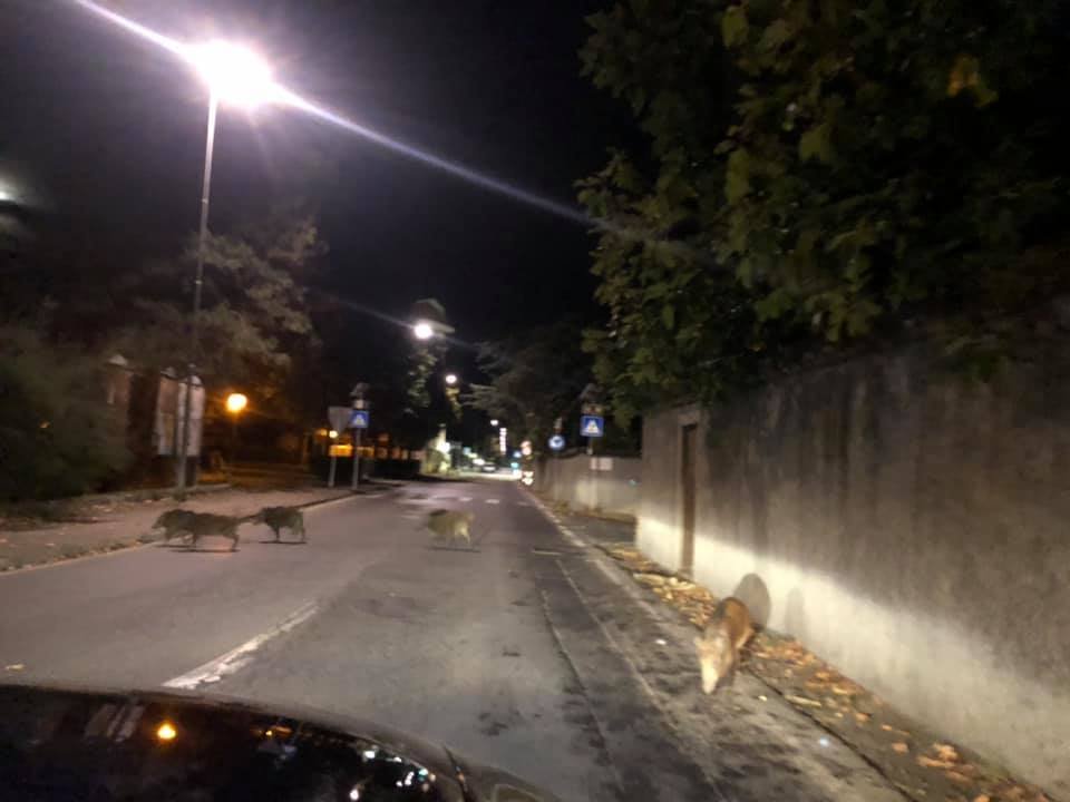 Una ventina di cinghiali lungo le strade di Ovada: “Evento che si ripete da tempo”