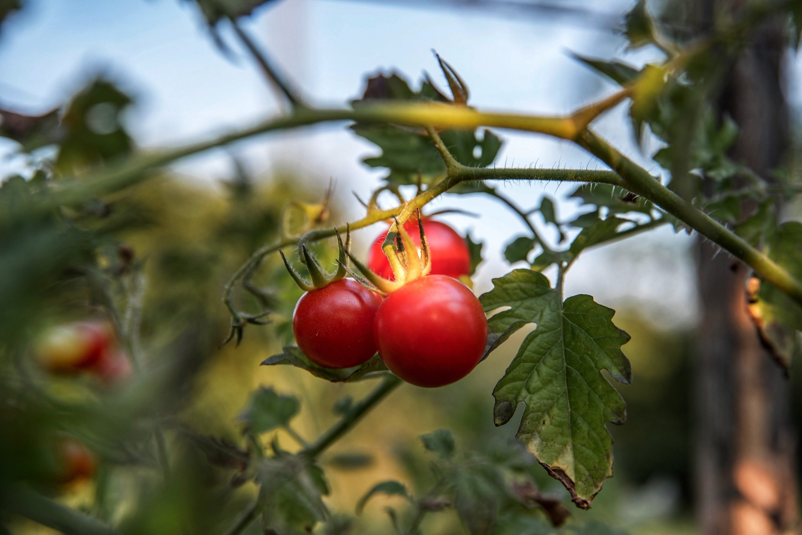 Coldiretti preoccupata dall’invasione di pomodori cinesi: “Scegliete quello a km zero”
