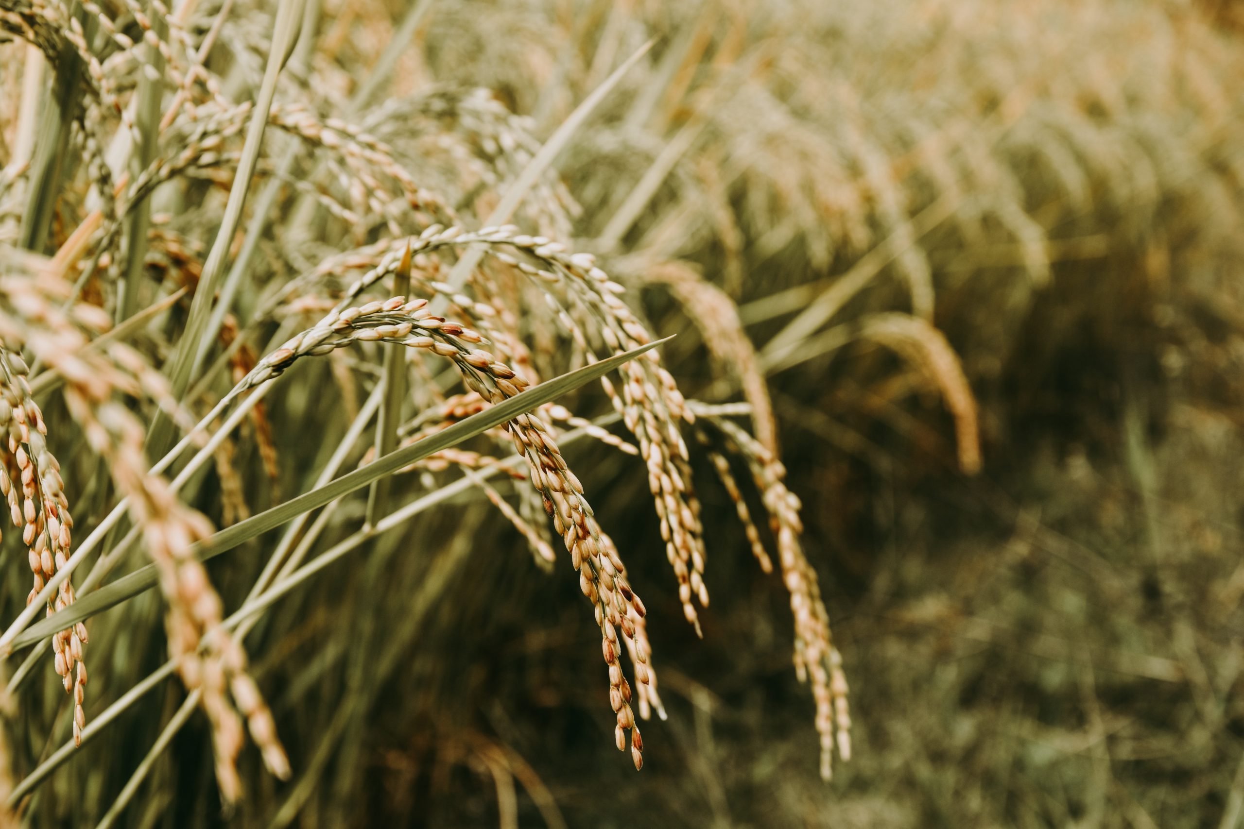 L’Alessandrino si prepara alla raccolta del riso con una perdita di un milione di quintali