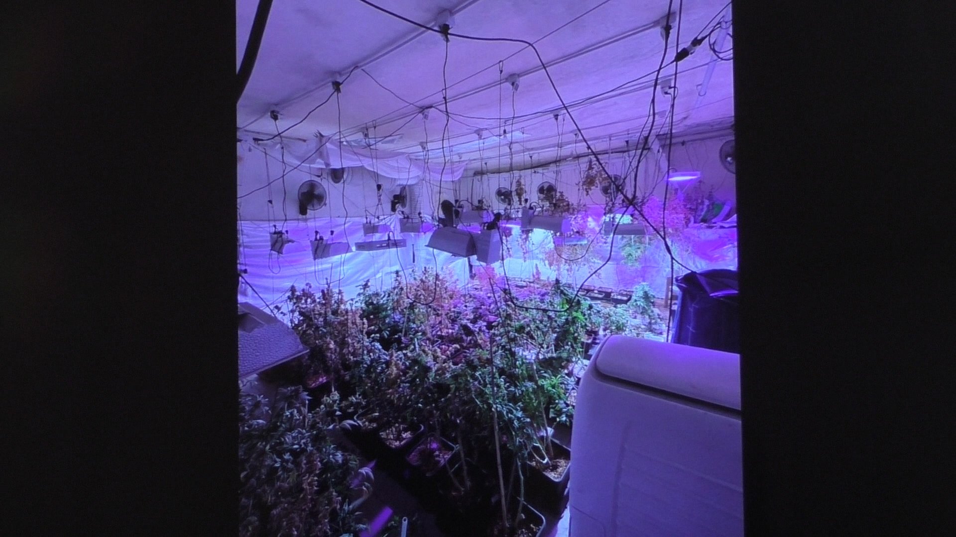 Carabinieri scoprono coltivazione di marijuana in un cascinale a Castellazzo