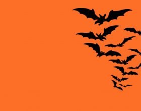 Bat Talks al Museo Kosmos: cosa sono e quando si terranno