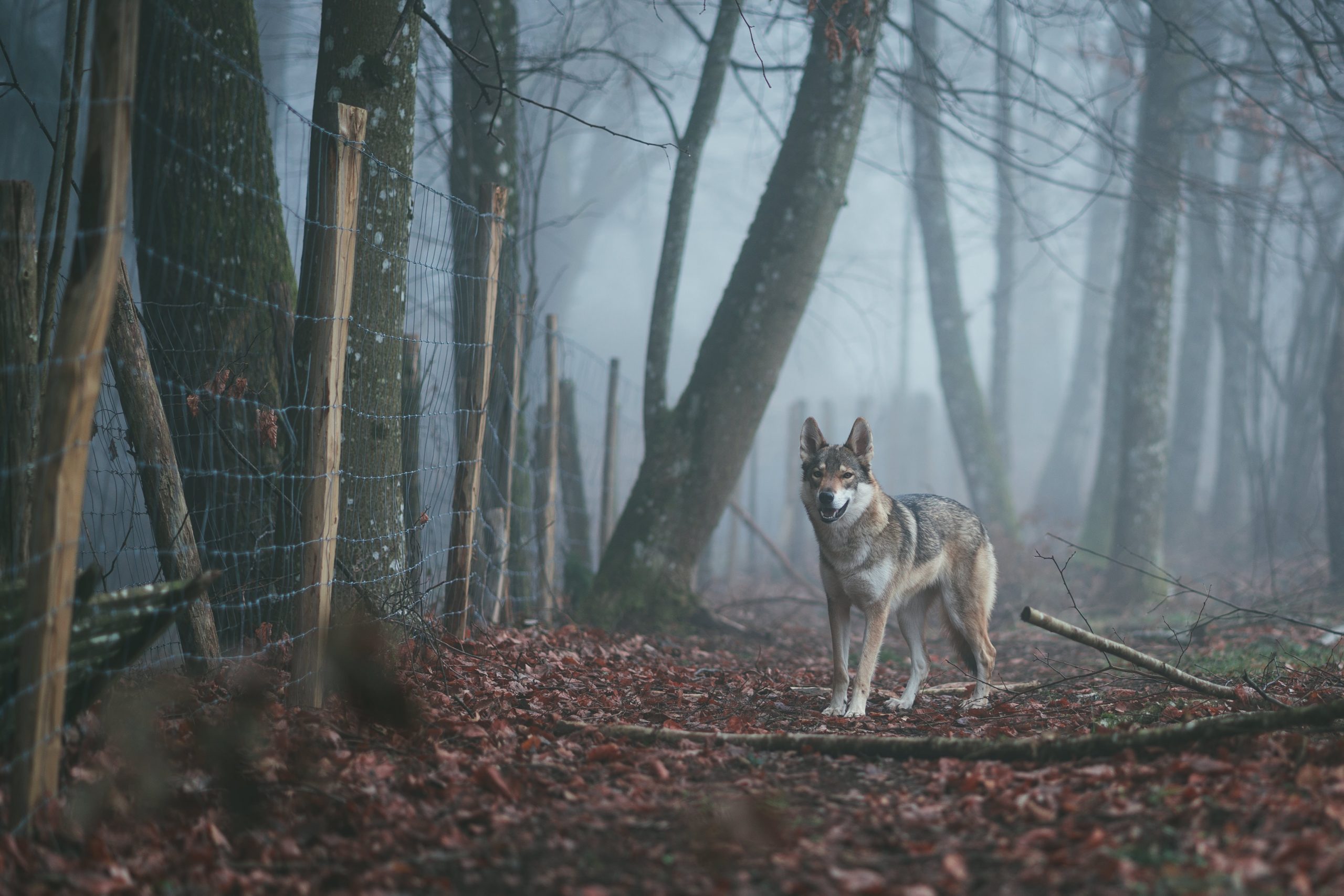 “Ho aperto la porta e un lupo ha preso il mio cane e lo ha portato via”