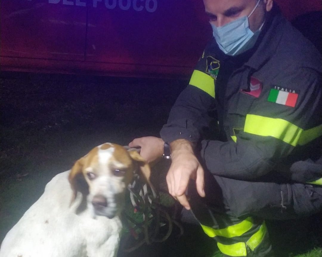 Il cane cade in un fossato a Litta Parodi ma viene salvato dai Vigili del Fuoco