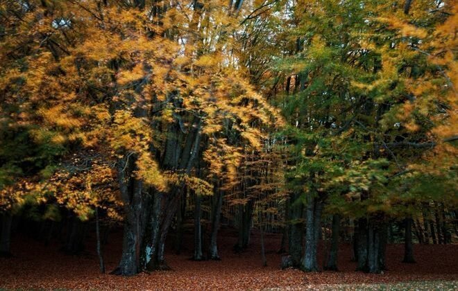 Foliàge e sapori d’autunno: trekking e natura a Romagnese