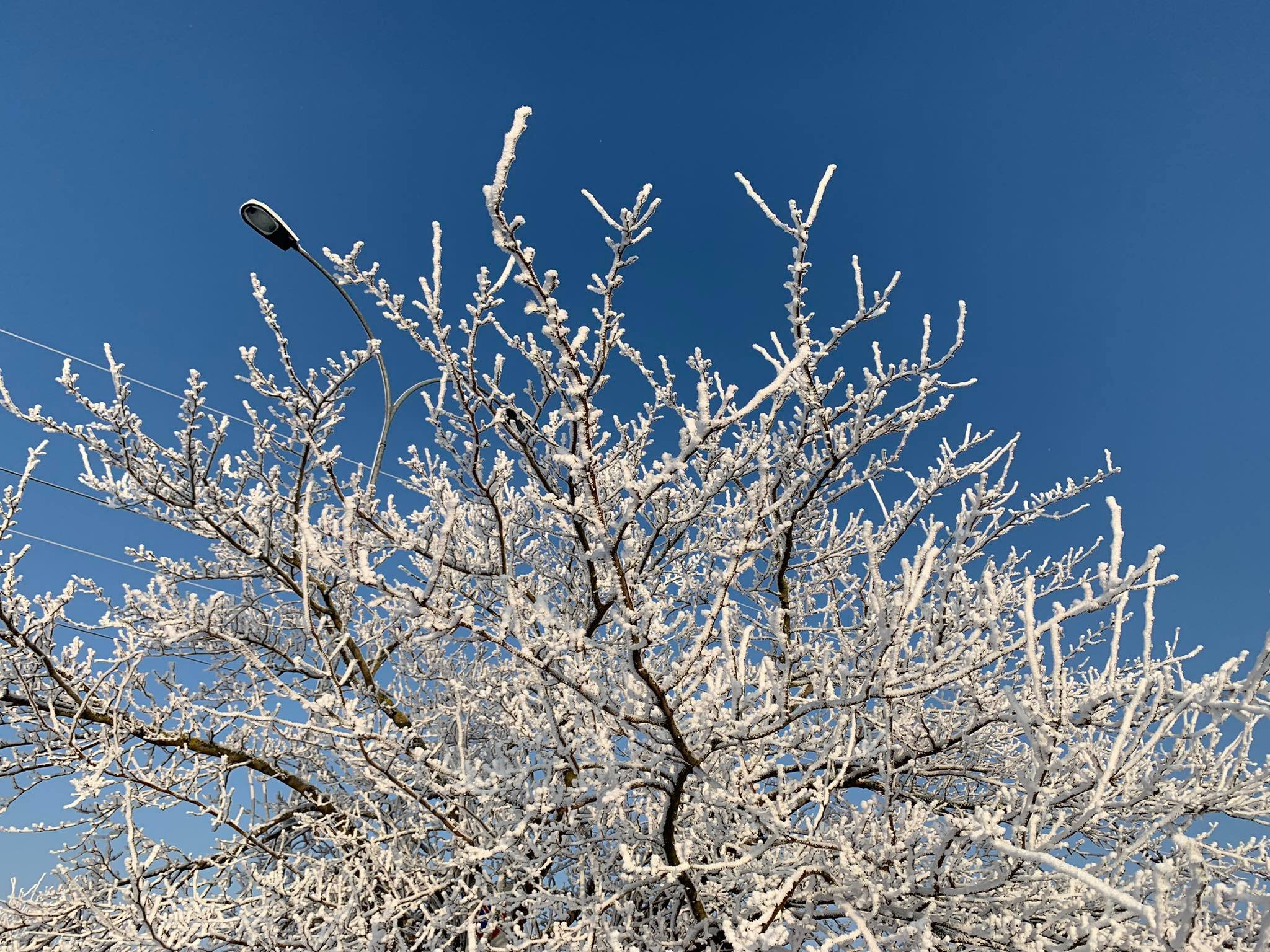 Tutto il fascino dell’inverno ad Alessandria: gli alberi imbiancati dal gelo [FOTOGALLERY]