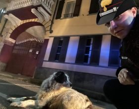 In mezzo alla strada sofferente: cane recuperato e salvato dai Carabinieri