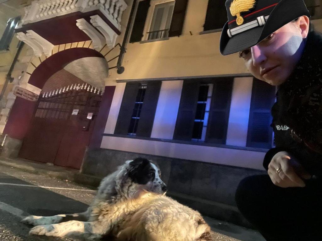 In mezzo alla strada sofferente: cane recuperato e salvato dai Carabinieri
