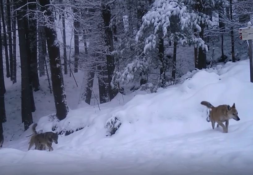 Ibridi lupo-cane in provincia di Alessandria: al via piano contenimento per tutelare i lupi
