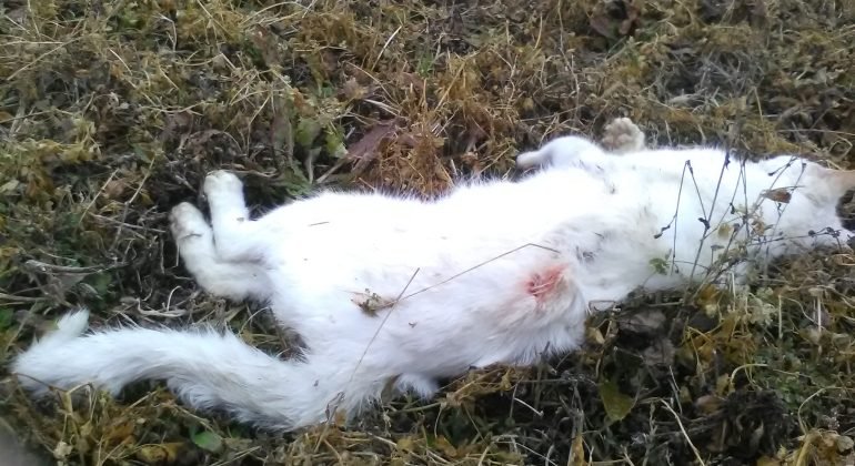 “Alcuni lupi hanno ucciso la mia gatta”: il racconto di una cittadina e il parere degli esperti