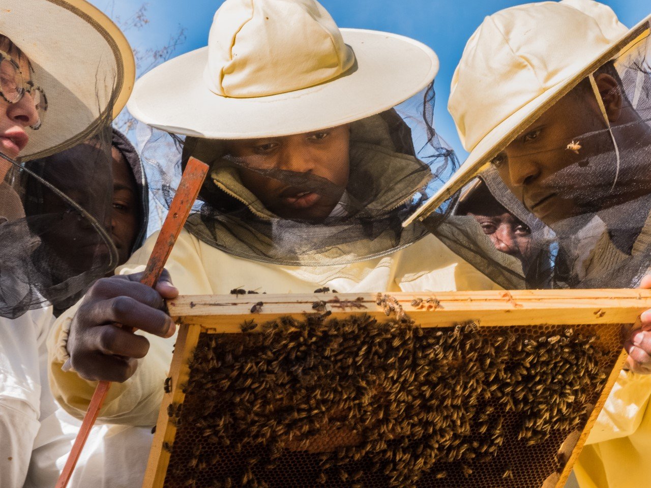 L’apicoltura come inclusione lavorativa e sociale: il progetto dell’Aps Cambalache di Alessandria